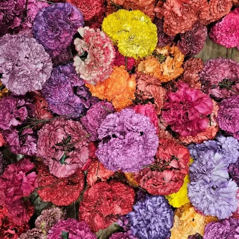 Flores Flamenca